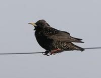 Starling (Sturnus vulgaris)