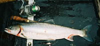 Boganida Char Salvelinus boganidae