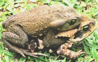 : Bufo ictericus