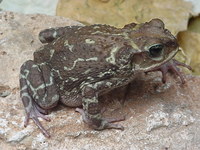 : Bufo peltocephalus; Sapo Timbalero, Sapo