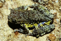 : Dendropsophus nahdereri