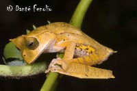 : Gastrotheca cornuta