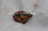 : Phrynobatrachus steindachneri