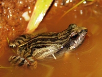 : Physalaemus cuvieri