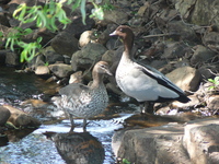 : Chenonetta jubata; Maned Wood Duck