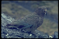 : Nestor nobabilis; Kea