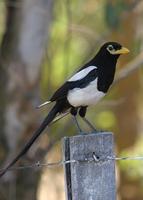 : Pica nuttalli; Yellow-billed Magpie