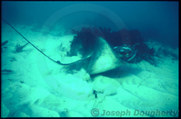 : Myliobatis californica; California Bay Ray