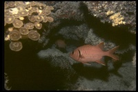 : Myripristis murdjan; Pinecone Soldierfish