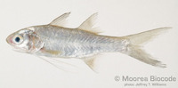 : Polydactylus plebeius