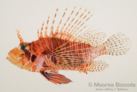 : Pterois antennata