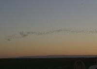 : Tadarida brasiliensis; Mexican Free-tailed Bat