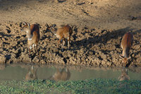 : Tragelaphus scriptus; Bushbuck