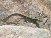 : Iberolacerta monticola; Lagartija Serrana