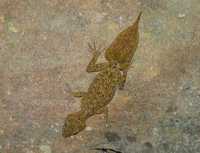 : Phyllurus platurus; Southern Leaf-tailed Gecko