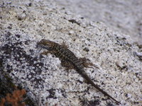 : Sceloporus occidentalis taylori; Sierra Fence Lizard