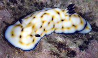 : Chromodoris