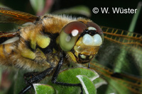 : Libellula quadrimaculata; Four-spotted Chaser