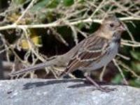 Harris's Sparrow