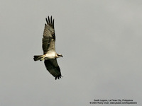 Osprey Scientific name - Pandion haliaetus