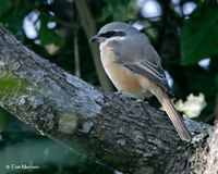 Gray-backed Shrike