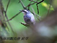 Sitta villosa Chinese Nuthatch 黑頭鳾 086-036