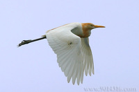 Cattle Egret 牛背鷺