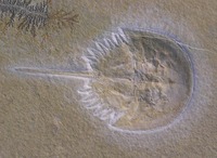 Mesolimulus walchi