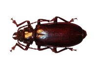 Nothopleurus lobigenis