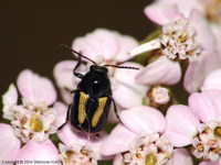 Cryptocephalus vittatus