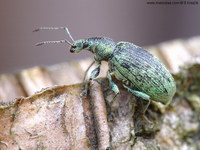 Phyllobius pomaceus