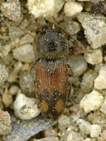 Drasterius bimaculatus