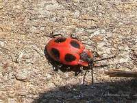 Endomychus coccineus