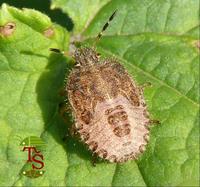 Dolycoris baccarum