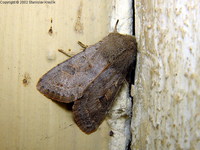 Orthosia cruda - Small Quaker