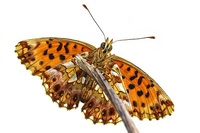 Boloria dia - Weavers fritillary