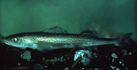 Anoplopoma fimbria, Sablefish: fisheries, aquaculture, aquarium