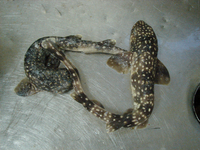 Scyliorhinus capensis, Yellowspotted catshark: gamefish