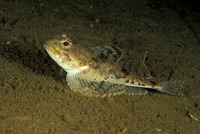 Triglops pingelii, Ribbed sculpin: