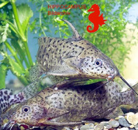 Synodontis victoriae, Lake Victoria squeaker: