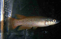 Pachypanchax omalonotus, Powder-blue panchax: aquarium