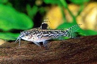 Aspidoras pauciradiatus, Sixray corydoras: aquarium