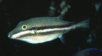 Canthigaster callisterna, Clown toado: