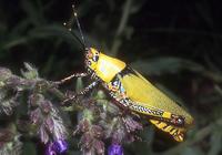 Zonocerus variegatus