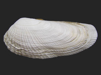 Petricola pholadiformis