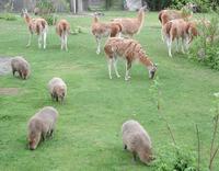Image of: Lama guanicoe (guanaco)