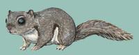 Image of: Pteromys volans (Siberian flying squirrel)