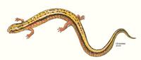 Image of: Eurycea bislineata (northern two-lined salamander)