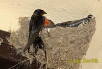 Cuculus canorus - Common Cuckoo