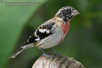 Pheucticus ludovicianus - Rose-breasted Grosbeak